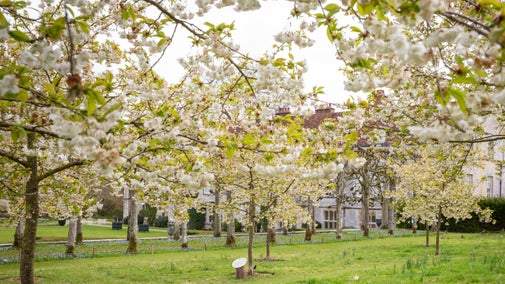 Cherry blossom in the orchard at Mottisfont, Hampshire